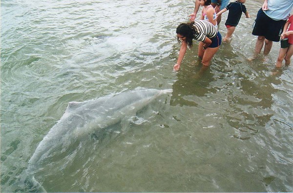 Dolphins